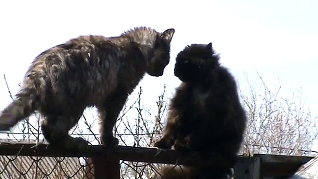 Драка котов  СМОТРЕТЬ ДО КОНЦА !!!