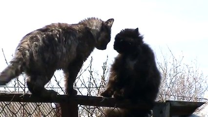 Драка котов  СМОТРЕТЬ ДО КОНЦА !!!