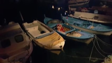 Karaburun'da Balıkçı Barınağına Gelen Akdeniz Foku