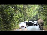 Seekor Gajah di Taman Nasional Khao Yai Thailand meremukan mobil pengunjung - NET24