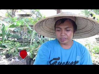 Budi daya jambu air madu hijau - NET5