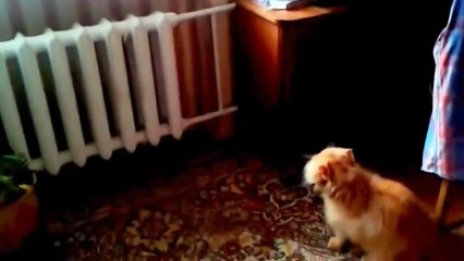 Приколы с кошками подборка №28