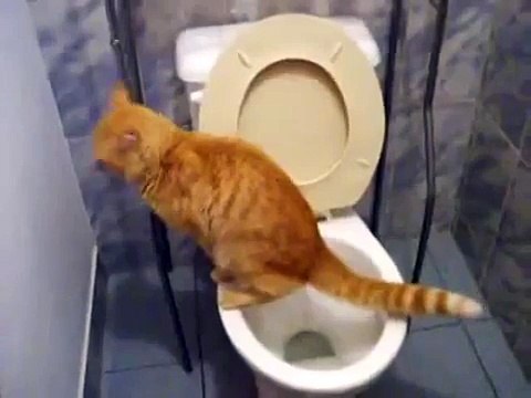 Самый обученный кот в мире. Такого еще никто не видал. Прикол