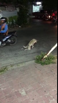 Un bon samaritain aide un chien paralysé