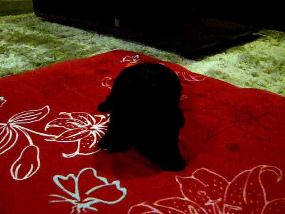 Chiot Mâle Noir élevage de VALOYAN