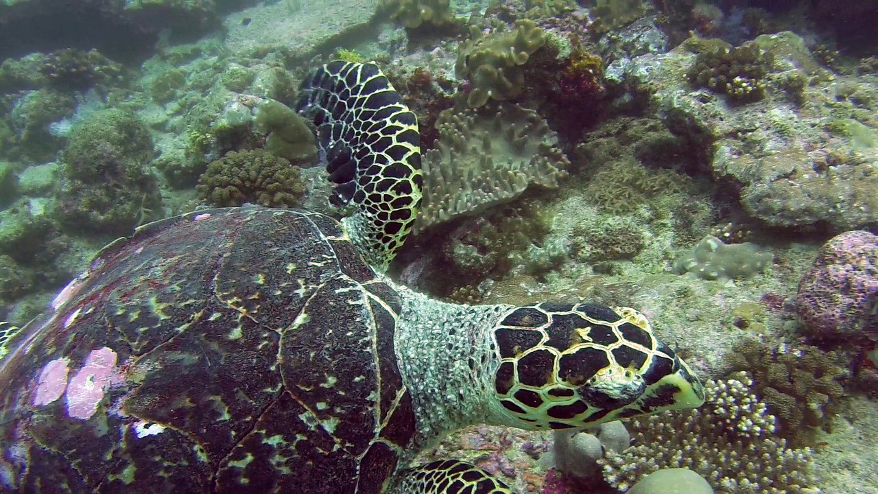 Maldive Video