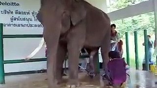 Слон  донор сдает сперму