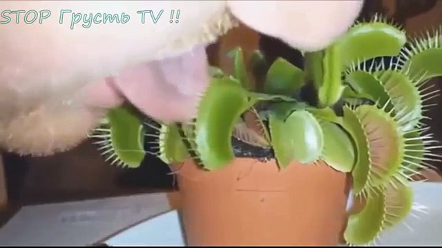 НОВЫЕ ПРИКОЛЫ 2016 август ЛУЧШИЕ ПРИКОЛЫ Подборка приколов FUNNY JOKES 2016 № 43