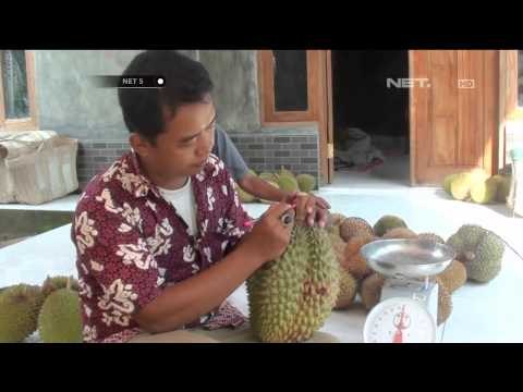 Musim panen durian di Banyumas - NET5