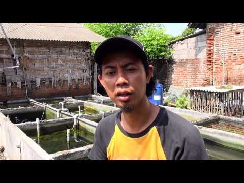 Budidaya udang hias di Sidoarjo hasilkan omzet puluhan juta - NET5