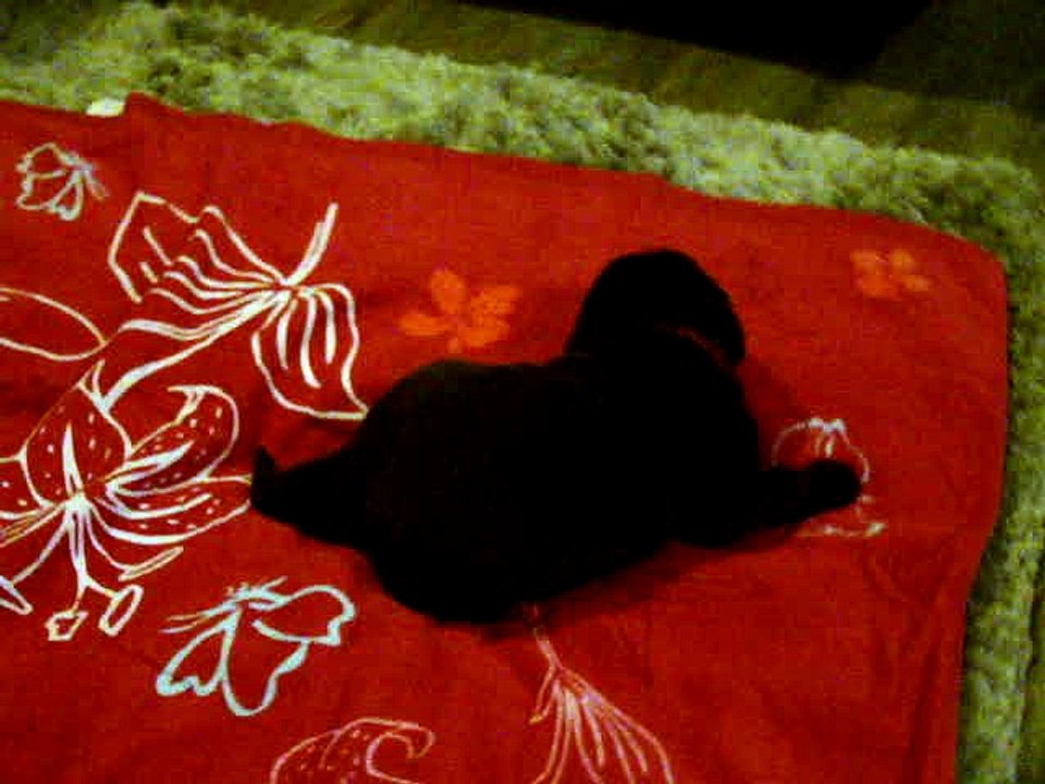 Chiot Mâle rouge élevage de VALOYAN