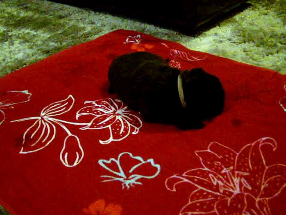 Chiot Mâle Blanc élevage de VALOYAN