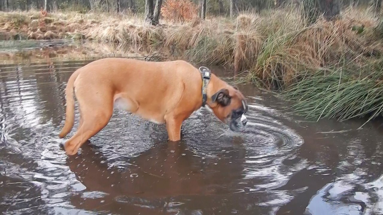 boxer slurp