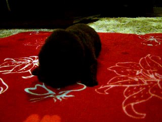 Chiot Mâle Jaune élevage de VALOYAN