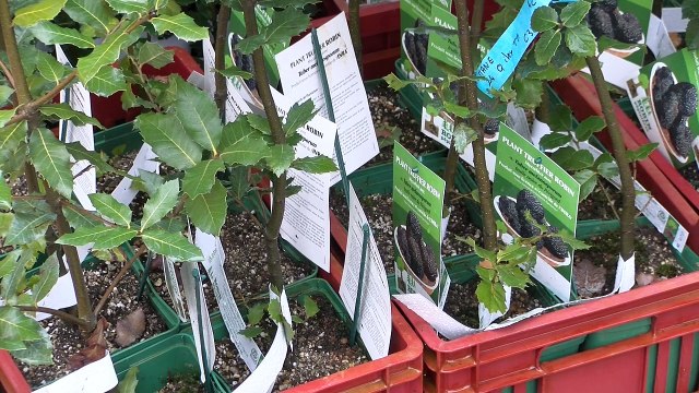 Alpes-de-Haute-Provence : La truffe était à l'honneur ce week-end à Mane