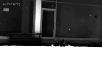 Ce chien allait mourir de froid, regardez ce que ce passant a fait !