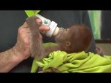 Seekor Bayi Orangutan yang Ditelantarkan Induknya, Diperlihatkan di Kebun Binatang Berlin - NET24