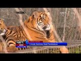 Anak Harimau Sumatera Berulang Tahun di Kebun Binatang London - NET5