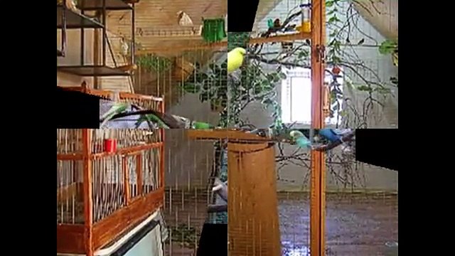 Вольеры для волнистых попугаев