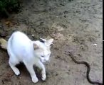 kedi ve yılan Kavgası izlenmeye deger