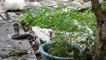 Kedi İle Kobra'nın kıran kırana kavgası