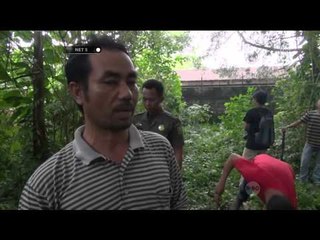 Beruang madu yang diduga peliharaan warga lepas dan berkeliaran di pemukiman - NET5