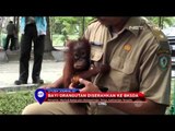 Bayi orangutan ditemukan di kebun buah setelah induknya di tembak warga - NET24