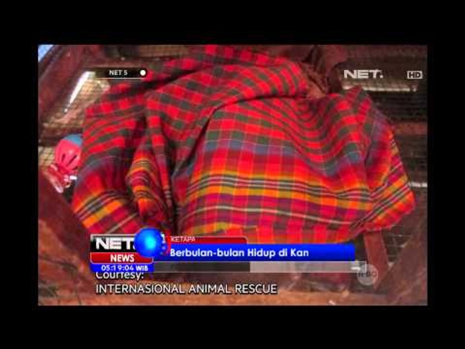 Penyelamatan Orang Utan di Ketapang, Kalimantan Barat - NET5