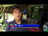 Permintaan Buah Naga di Yogyakarta Melonjak Menjelang Imlek - NET12