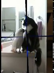 КОТ ДРУЖИТ И ОБНИМАЕТ С ПОПУГАЕМ КАКАДУ   ПРИКОЛ