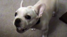 Dog Sounds Incredibly Evil - Funny Videosشاهد افضل فيديو لكلب مضحك