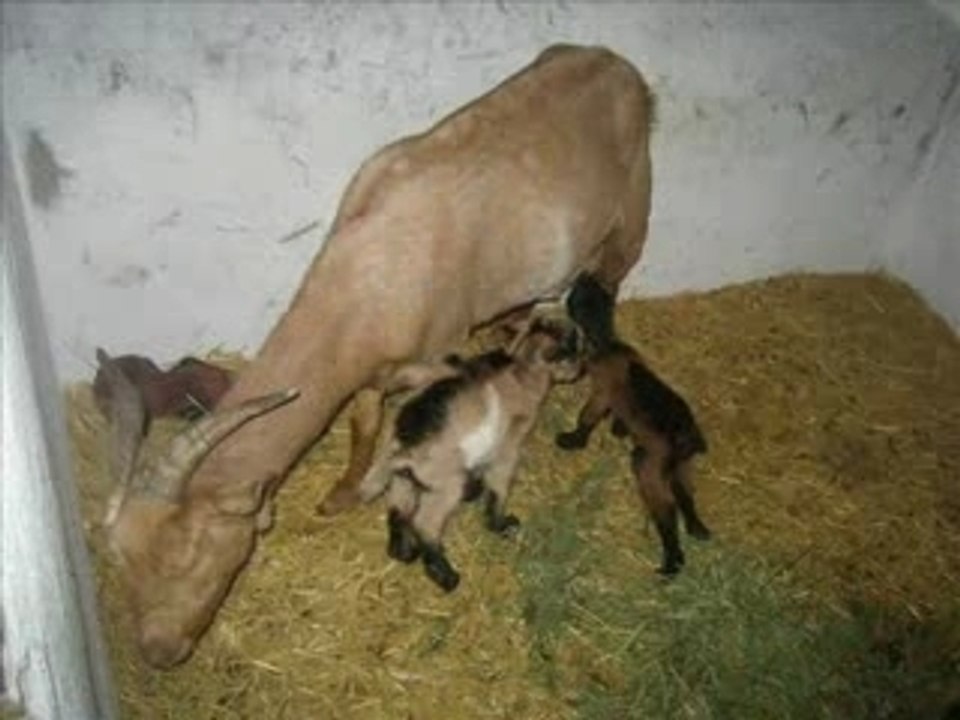 Rachid kori / in marooko