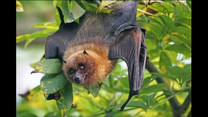 Yalnız Avustralya`da Yasayan Hayvan türleri,