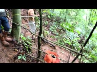 Bunga Rafflesia Ditemukan Mekar di Hutan Lindung Bengkulu - NET5