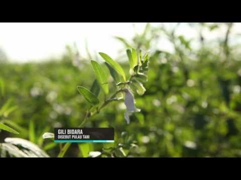 Keindahan Objek Wisata Empat Gili di Pulau Lombok - IMS