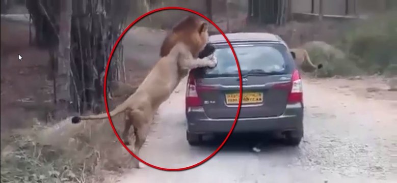 Lion Attacks Safari Tourist Car in Bannerghatta Bio Park Latest