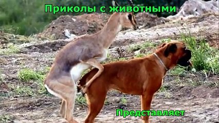 Приколы с животными .