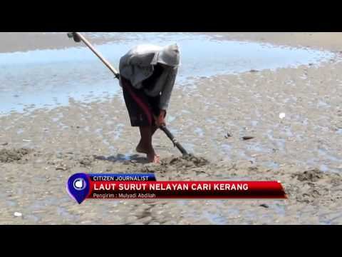 Air Laut Surut, Warga Tarakan Antusias Mencari Kerang Kapah - IMS