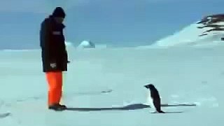 Пингвин напал на человека