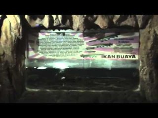 Aquarium raksasa di Purbalingga - NET12