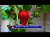 Cinta Bumi, Berkebun Stroberi Ala Para Santri di Bandung - NET5