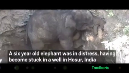 six year old elephant stuck in well and rescued by local authority