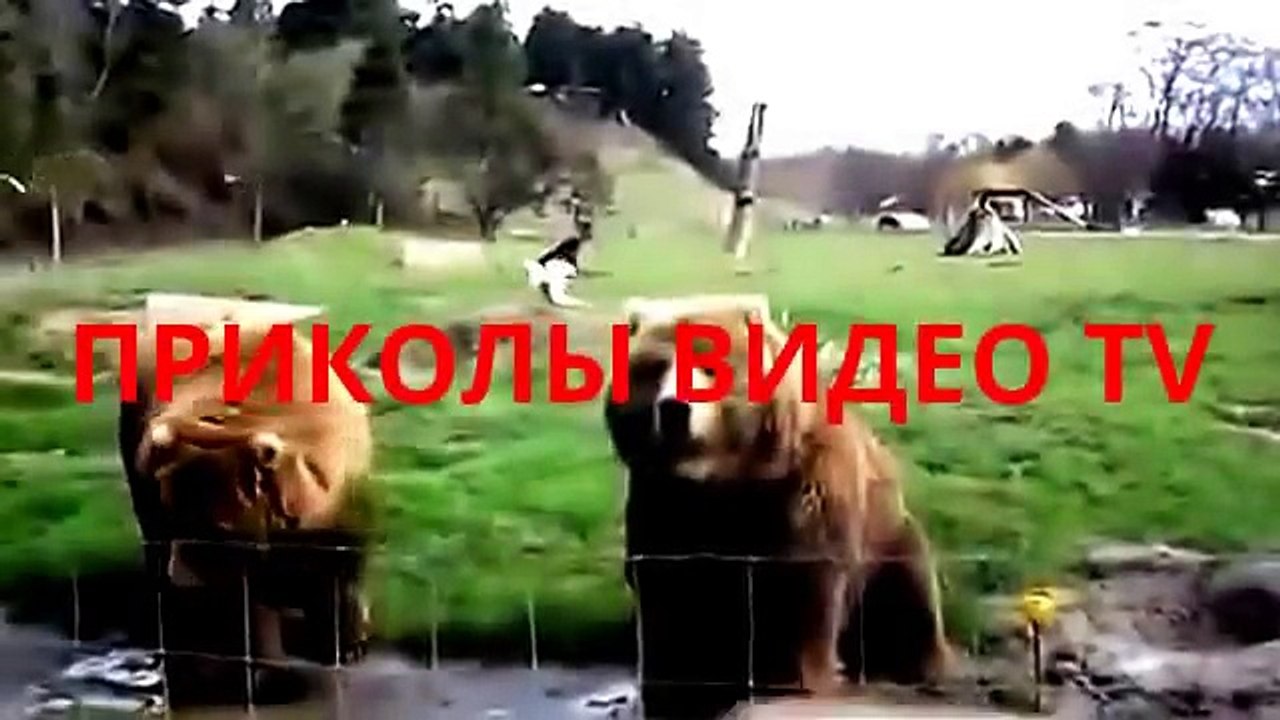 Приколы.Коты- каратисты