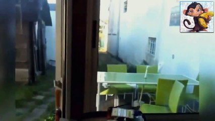 Супер подборка приколов с котами! Ржач!!! № 16