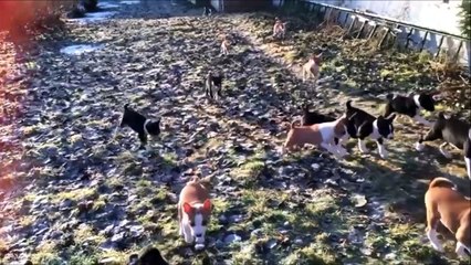 Esta seria tu vida con 14 cachorritos