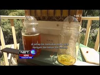 Kreasi Inovasi Sarang Madu - NET12