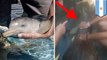 Bayi lumba-lumba dibunuh oleh wisatawan yang ingin selfie - Tomonews