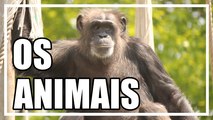 Video para crianças - Os animais (imagens em HD)