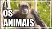 Video para crianças - Os animais (imagens em HD)