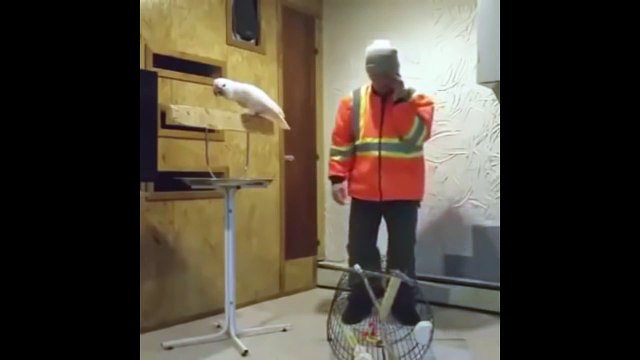 Прикол 2016. Какаду посылает на х...своего хозяина.